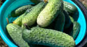 На ведро воды 1 щепотка такой приправы, и огурцы больше не болеют: все огурчики растут как на подбор ровные и сочные