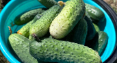 Бабуля подсказала, как избавиться от горечи в огурцах с помощью копеечных средств: плоды теперь не выбрасываю