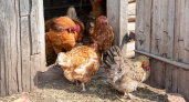 Пухопероеды с кур сбегут, сверкая пятками: закидываем 3 пучка в курятник — и облысение несушкам больше не грозит