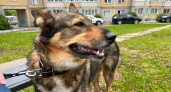 Администрации Тамбова пришлось отвечать за агрессивную собаку