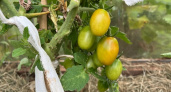 Опытный агроном рассказал, как ускорить налив и покраснение томатов в августе: нужно действовать быстро