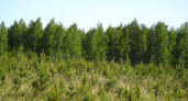 В Тамбовской области проверяют, как приживаются молодые леса