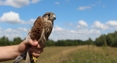 Тамбовские НКО получили гранты Президентского фонда природы на проекты по сохранению редких птиц