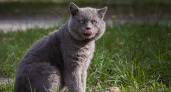 Похожи на оборотней, волков и пантер: 8 самых необычных в мире пород кошек