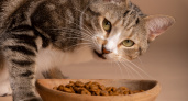 Почему кошка не ест сухой корм: причин сразу несколько