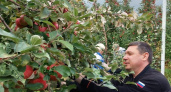 Губернатор Евгений Первышов вышел на уборку яблок