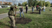 В Тамбове продолжается осенняя высадка деревьев: в Автогородке появились клёны из Мичуринска