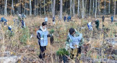В Тамбовской области в рамках акции «Сохраним лес» высадили свыше 8 тысяч сосен