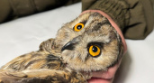 В Тамбовской области спасли ушастую сову с черепно-мозговой травмой