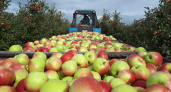 Тамбовские сады бьют рекорд — собрано свыше 20 тысяч тонн яблок