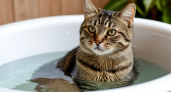 Как превратить купание кошки из кошмара в 5 спокойных минут: схема, которая реально работает