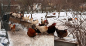 Курам в кормушку добавляю 1 продукт — несутся как сумасшедшие, яиц с ноября хватит до Пасхи