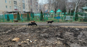«Отчёты хорошие, а собаки на месте»: как в Тамбове борются с бродячими стаями