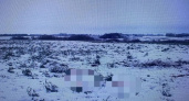В Ржаксинском районе найдены останки лося
