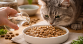 Можно ли размачивать сухой корм для кошек? Вот что говорят эксперты