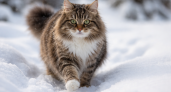 Мерзнут ли лапки у кошек зимой, когда они ходят по снегу: ветеринары объяснили простыми словами