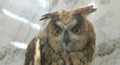 В Центр охраны хищных птиц поступили две ушастые совы с травмами, но с хорошими шансами на возвращение в дикую природу