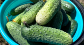 Забудьте про шпалеры и теплицы: дедовский способ выращивания огурцов прямо на земле - урожай ведрами