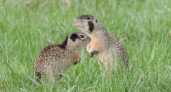 В Воронинском заповеднике провели весенний учет сусликов после зимней спячки