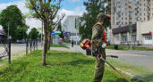 В Тамбове начали косить траву в самом начале мая