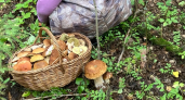 Белые грибы ищу по этим "маякам": запоминайте 5 лесных подсказок — и уносите полные корзины