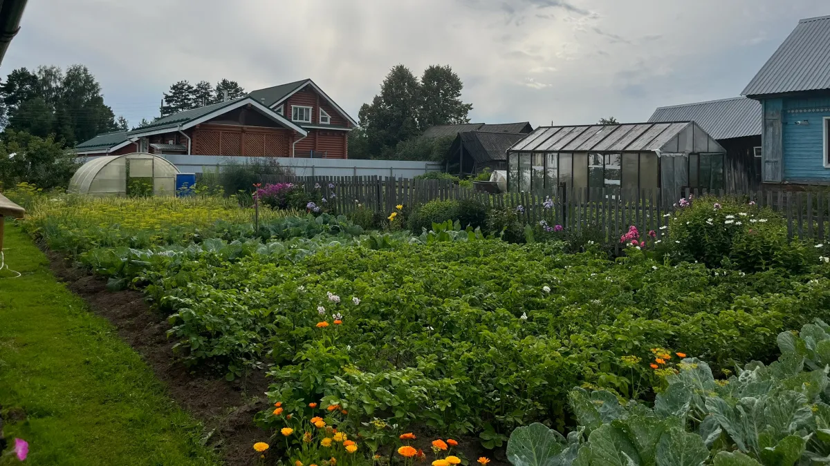 Не ешьте эти овощи после 60: ученые выяснили, как 4 привычных овоща с огорода сокращают жизнь