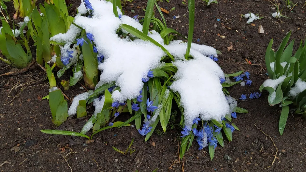 Апрель и май подложат свинью: синоптики рассказали, к каким аномалиям готовиться россиянам