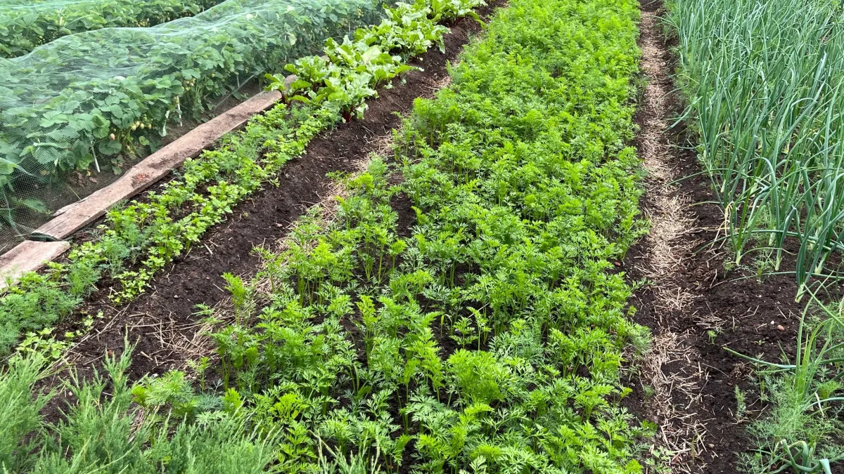 Трава между грядками достала всех на участке - пока не сделали такие дорожки: 5 способов забыть о прополке