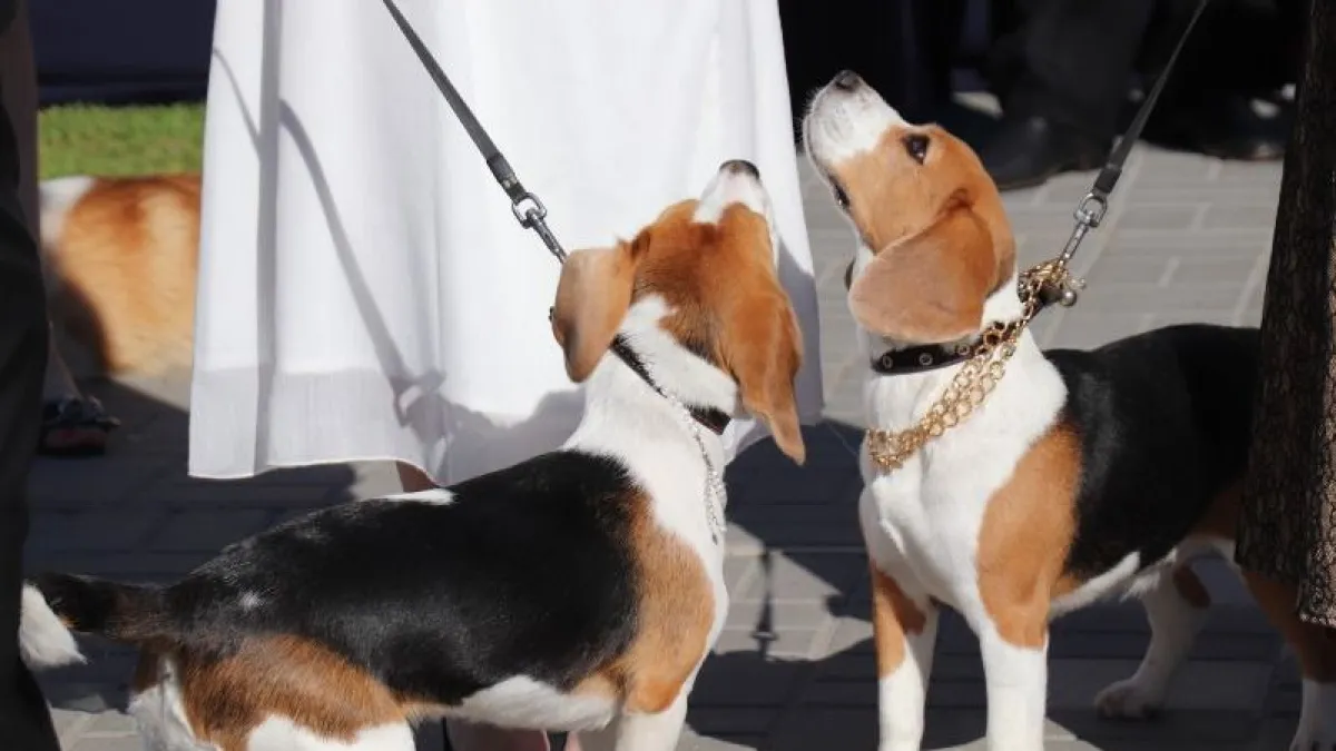 В Тамбове опубликовали график выездного чипирования собак на март