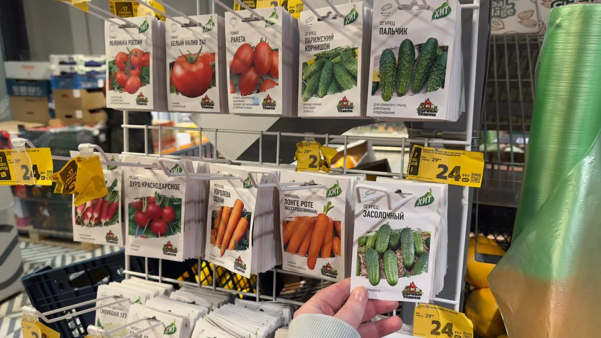 4 гибрида огурцов, которые я сажаю каждый год - первые плоды снимаю уже через 40–50 дней. Хрустящие, вкусные и не горькие