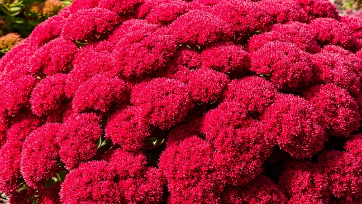 Шикарный многолетник заполонит сад красными шапками соцветий: можно не поливать и не кормить - растет сам