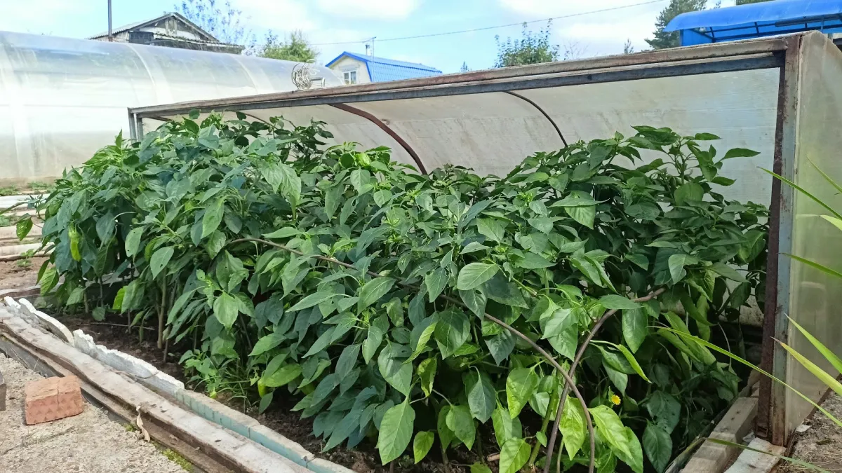 Где перец растет лучше: посадите рядом этого "соседа" - соберете двойной урожай