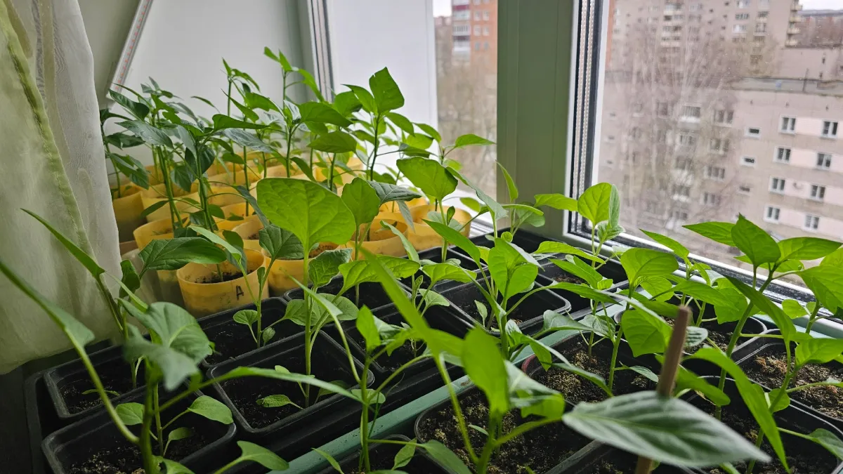 3 причины гибели рассады: почему всходы не выживают на подоконнике