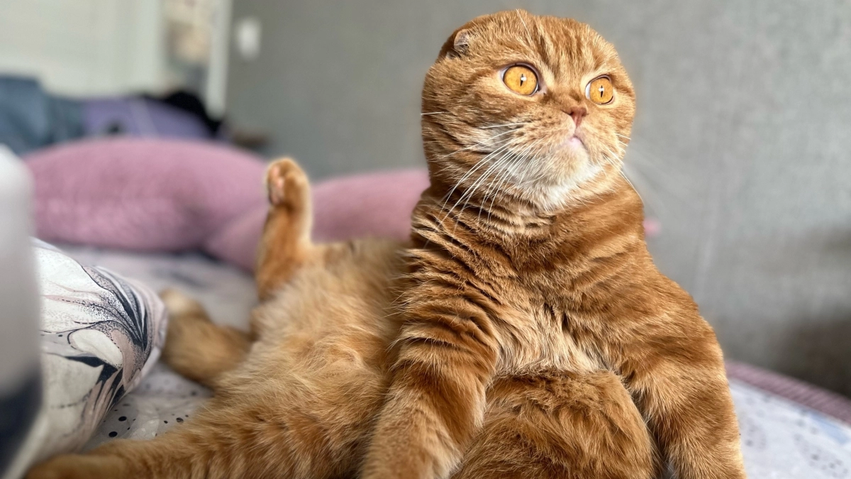 Как кошка предупреждает хозяина о беде - запомните эти сигналы