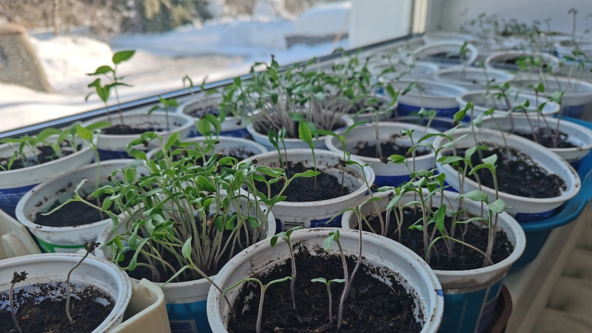 Что важно успеть посеять на рассаду в марте: список для супер урожая