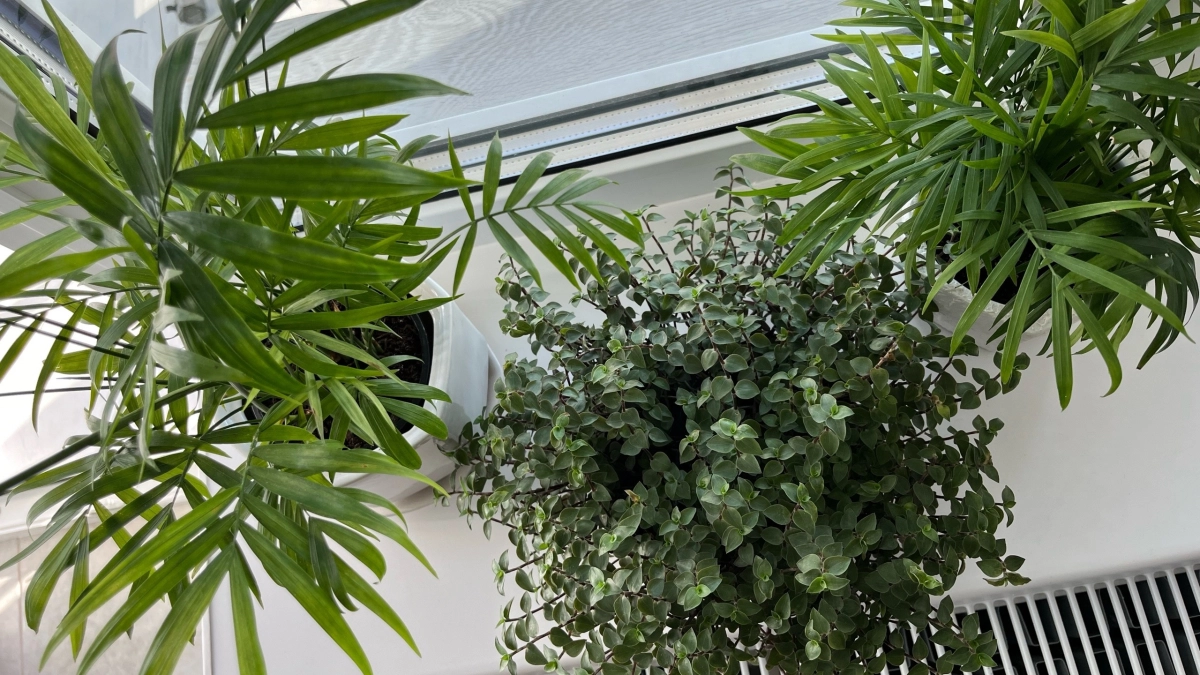 Не выбрасывайте старые губки для посуды: вот как их используют опытные цветоводы - в горшок не кладут