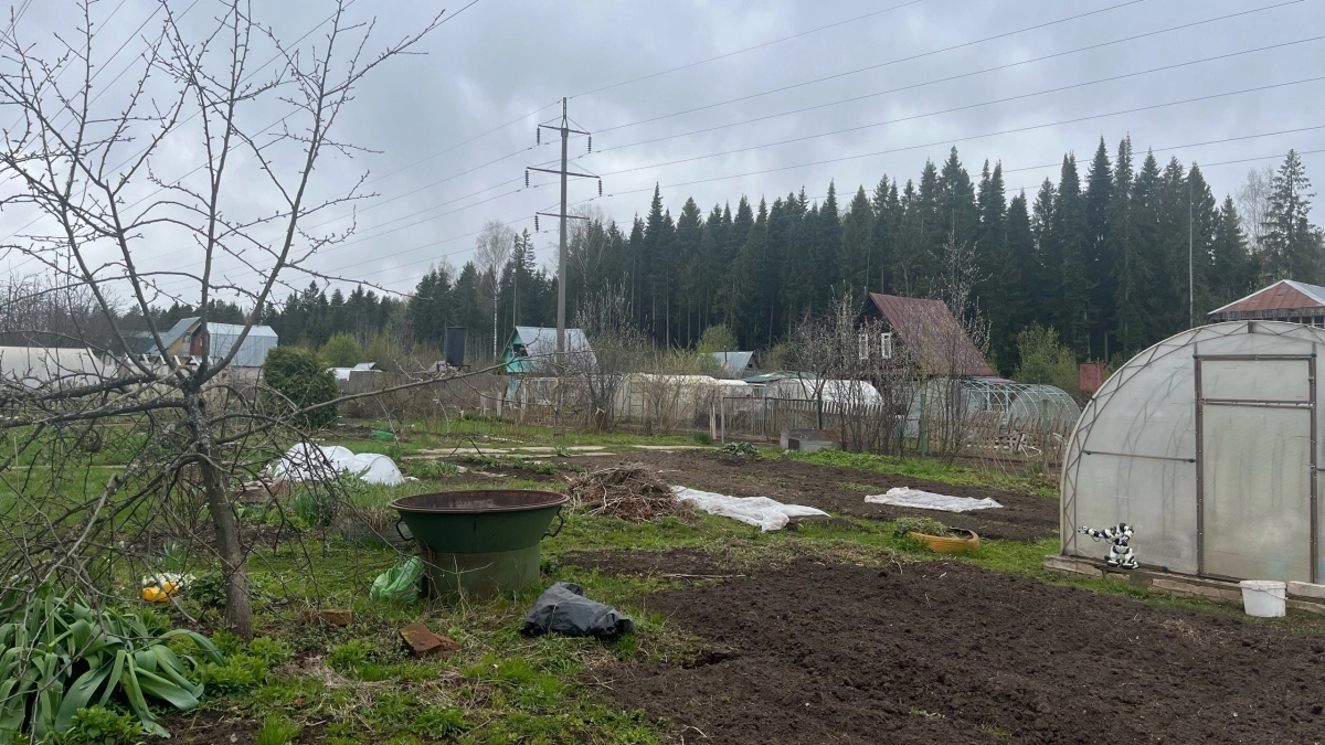 Не теряйте времени: что можно посадить в огороде сразу как сойдет снег
