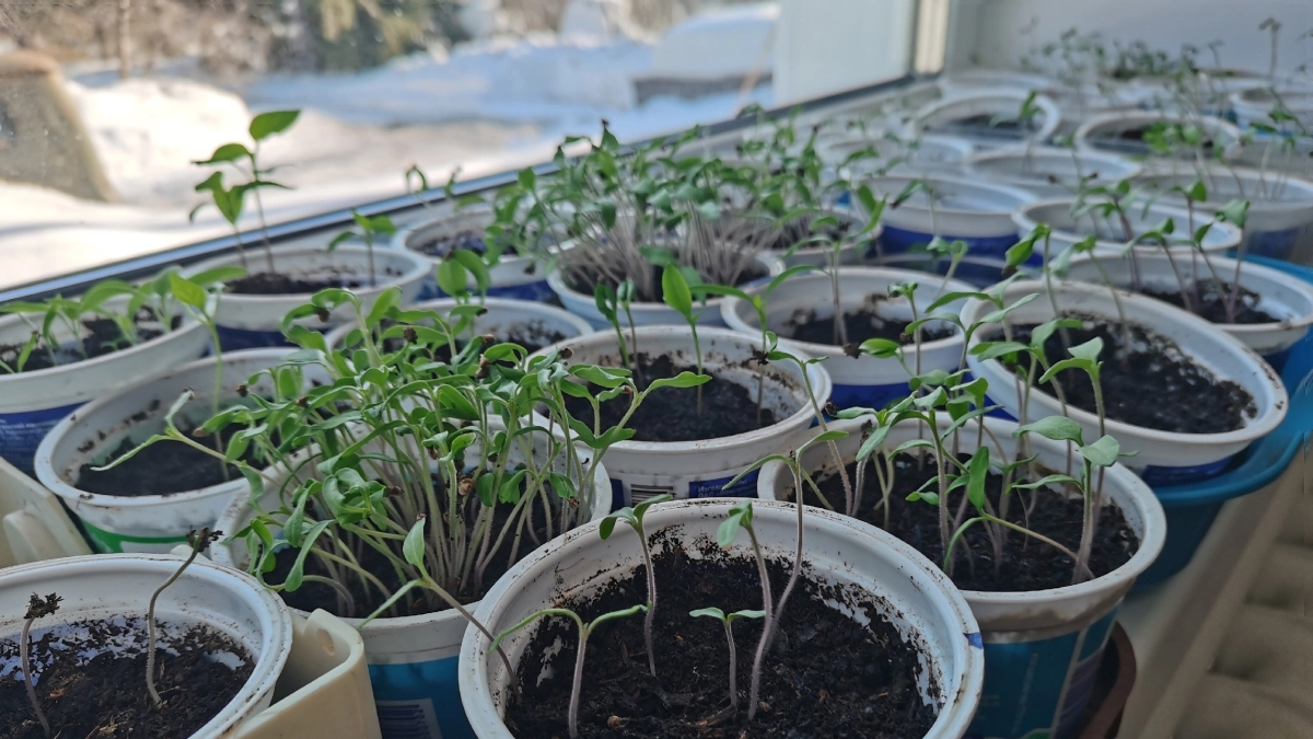 Томаты взошли: 3 простых шага — и рассада будет здоровой и крепкой без всяких удобрений