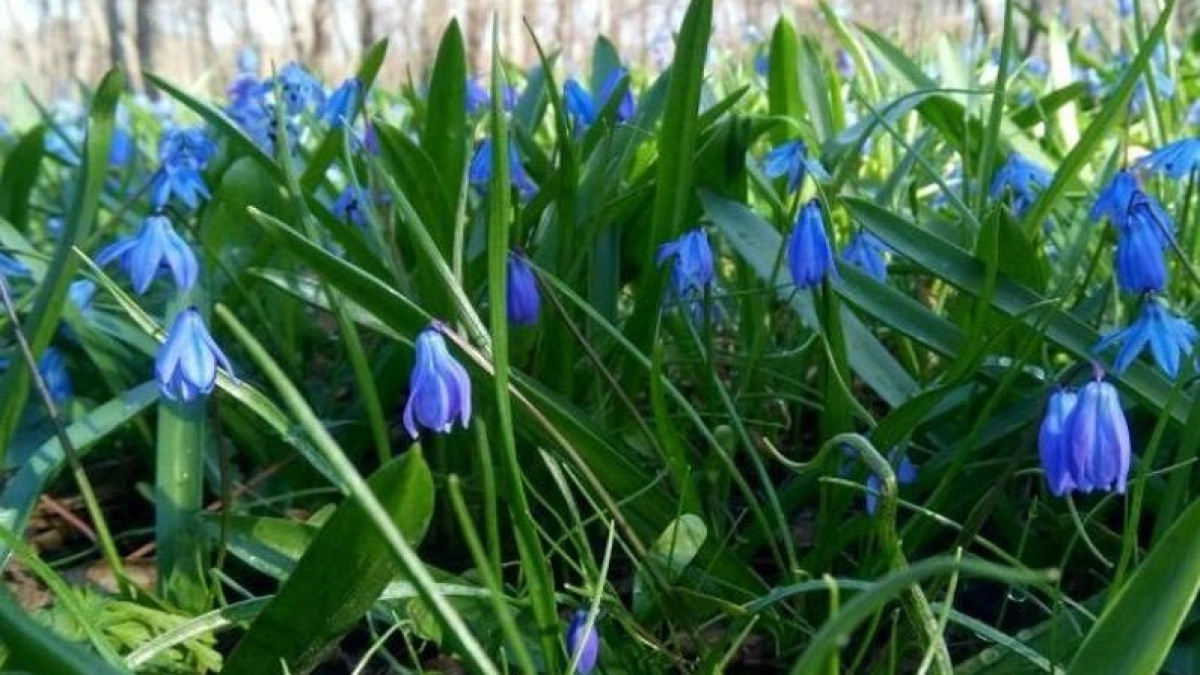 В Тамбовской области объявили акцию «Первоцвет» для защиты редких растений