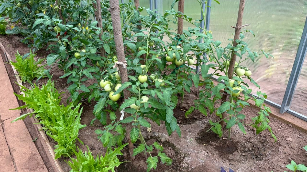 Что закинуть в лунку при посадке томатов, чтобы получить сладкий урожай - копеечное средство