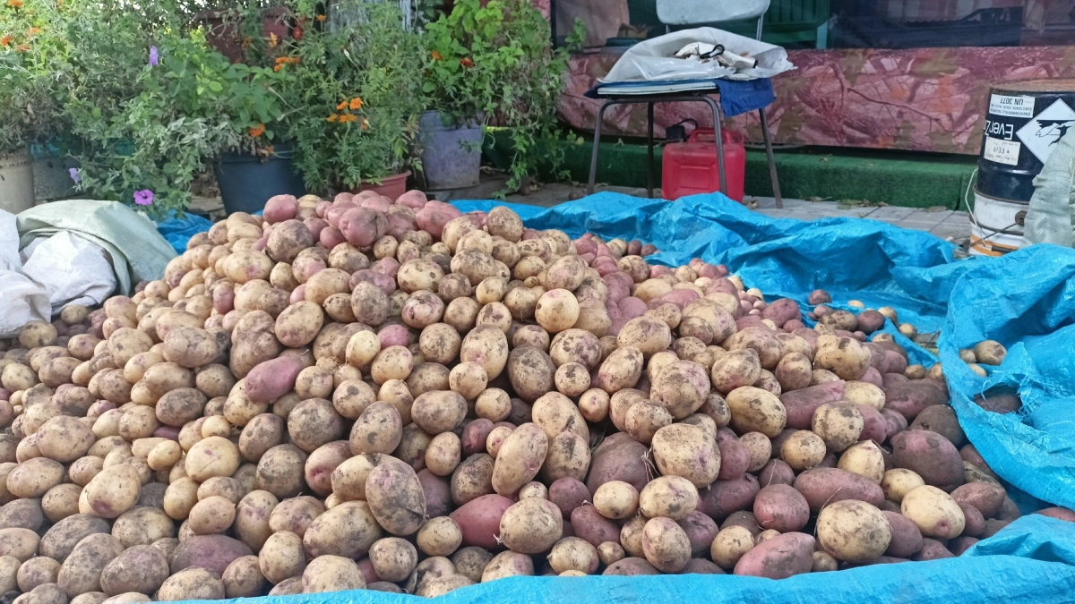 Нашла новый сорт картофеля-гиганта: дает 48 тонн с гектара, устойчив к засухе - болезни и вредители ему ни по чем