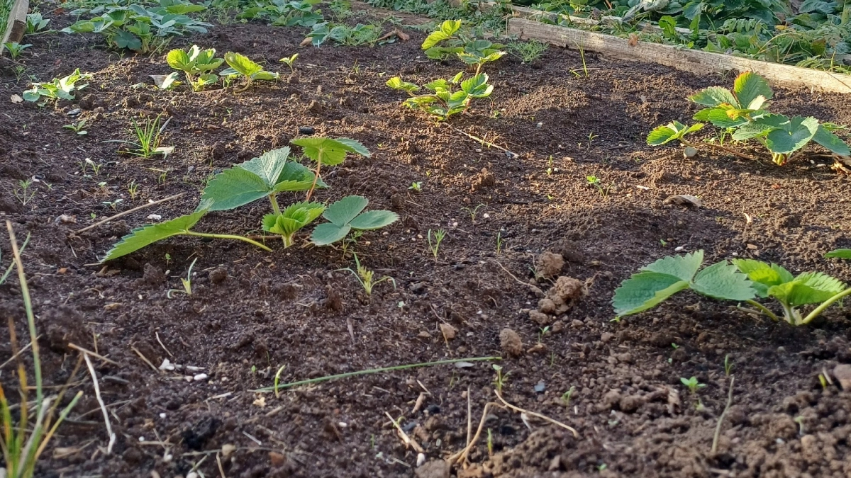 Обязательно сделайте с клубникой весной: ягод будет как грибов после дождя - 3 важных действия