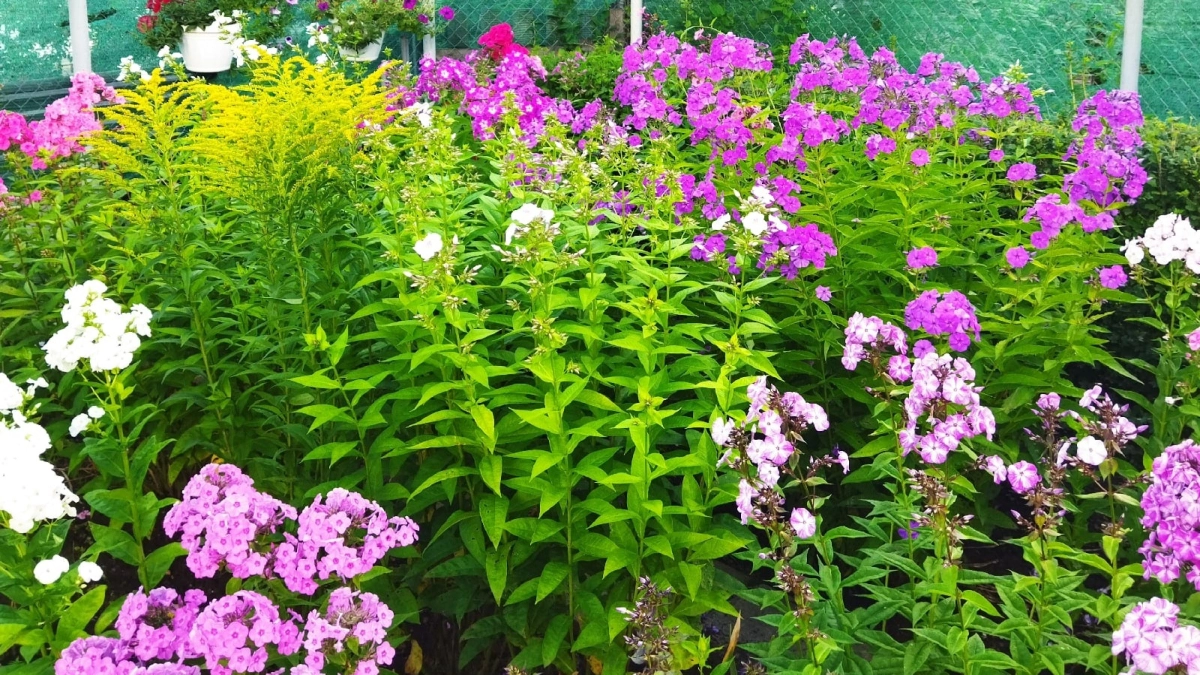 Не сажайте у крыльца: эти 6 растений наши предки считали опасными для дома и семьи