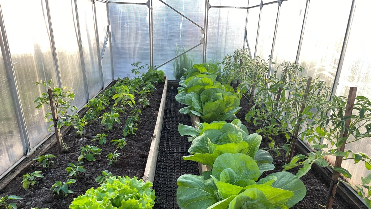 Теплица из поликарбоната - уже "прошлый век": умные дачники выбирают новый материал – дешевый, не боится ни грязи, ни мороза