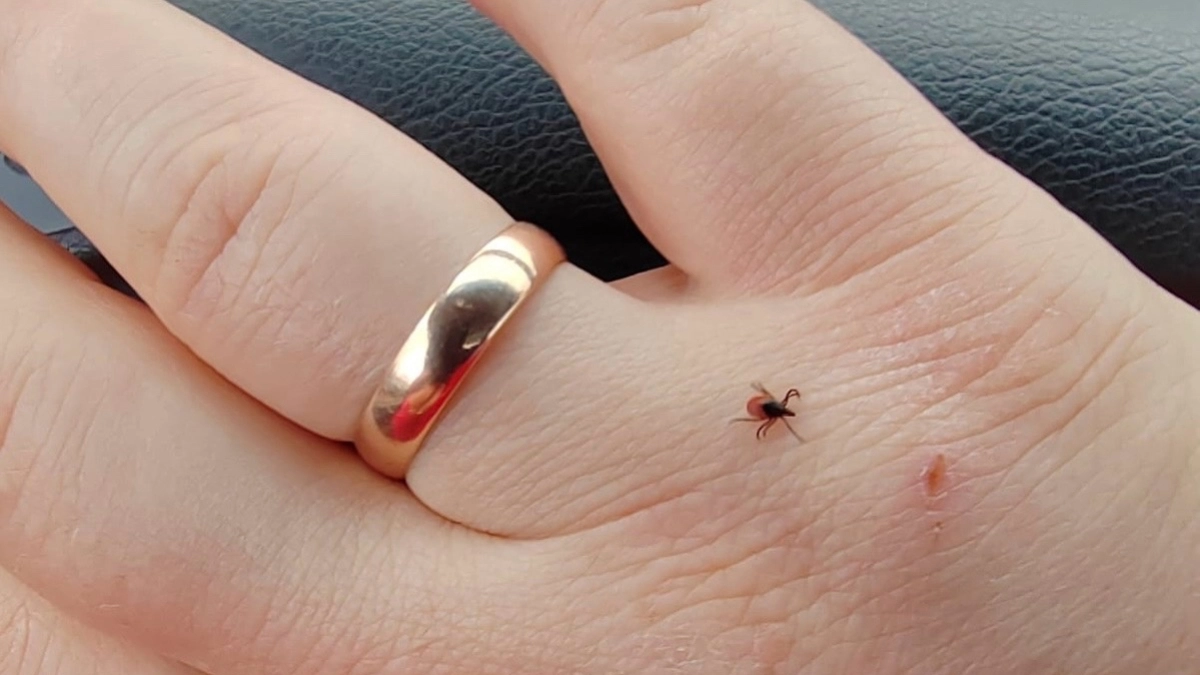 Как проверить дачный участок на наличие клещей: "дедовский" экспресс-метод