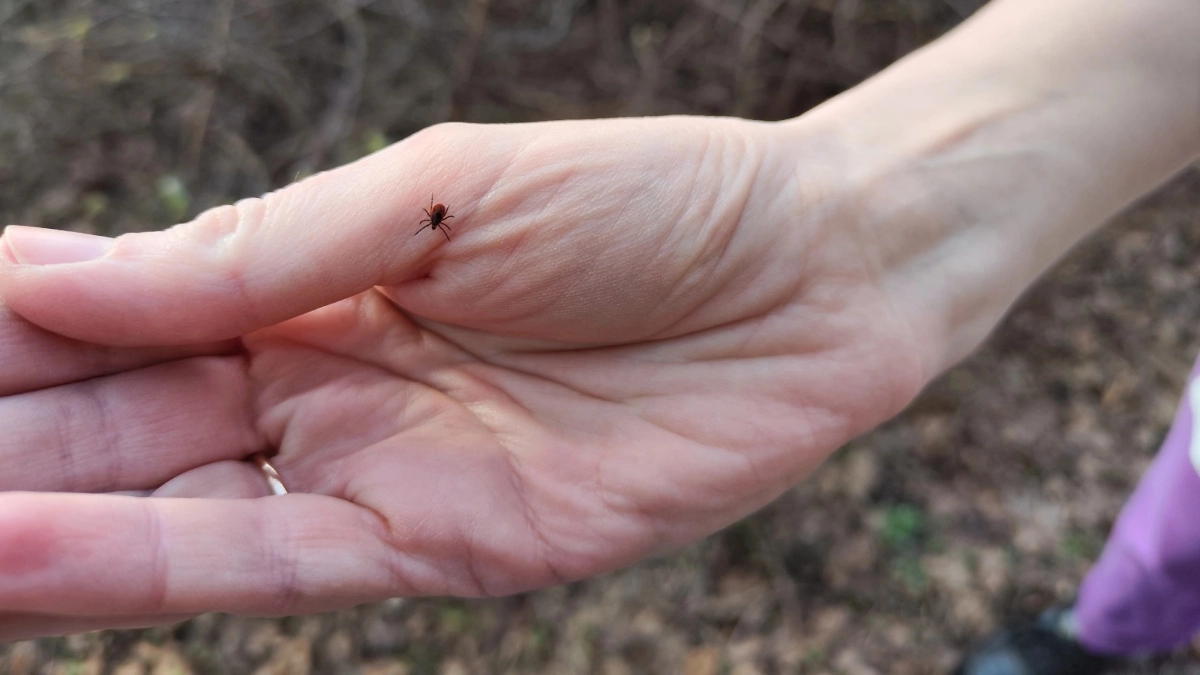 Клещи терпеть не могут этот запах: стоит копейки, а защищает в разы лучше магазинного аэрозоля