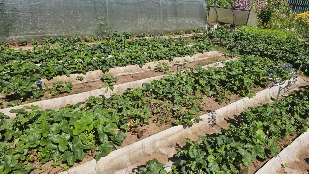 Залежавшуюся гречку не выбрасываю: рассыпаю по огороду — и весь сезон без проблем, дедовский способ работает до сих пор