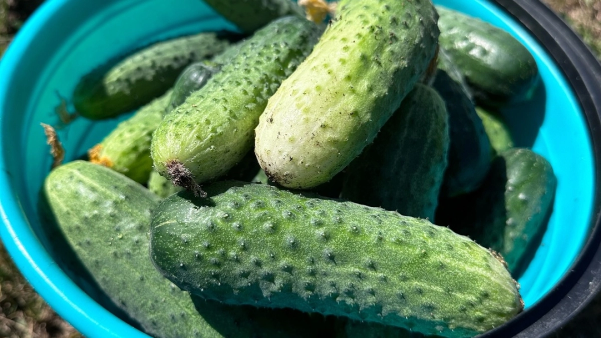 Забудьте про шпалеры и теплицы: дедовский способ выращивания огурцов прямо на земле - урожай ведрами