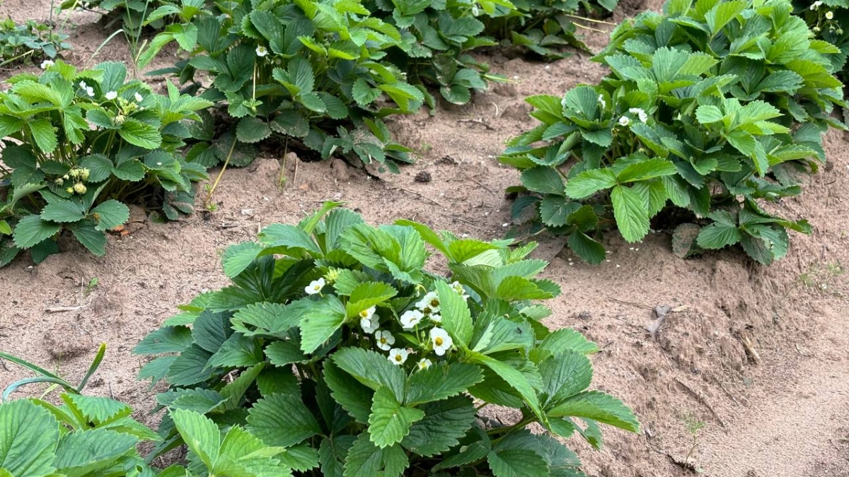 Сладкая формула для клубники: 2 ложки на ведро - и полить под корень сразу после таяния снега. Ягоды крупные, сочные, медовые