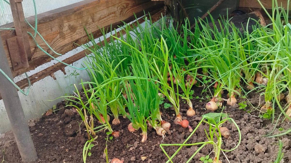 Проливаю грядку весной — луковой мухи весь сезон в глаза не вижу: и пожелтевших перьев как не бывало